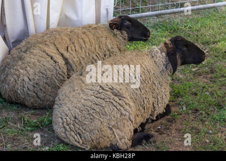 LASTRA A SIGNA, ITALIE - 30 août 2015 : deux moutons s'asseoir sur le sol en afarm en Toscane, Italie Banque D'Images