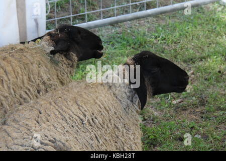 LASTRA A SIGNA, ITALIE - 30 août 2015 : deux moutons s'asseoir sur le sol en afarm en Toscane, Italie Banque D'Images