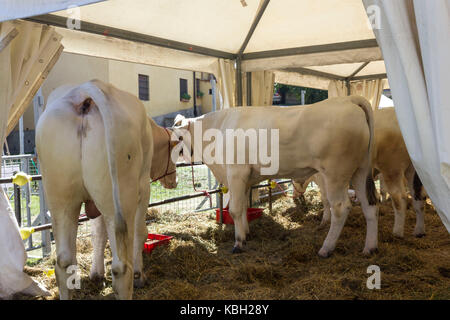 LASTRA A SIGNA, ITALIE - 30 AOÛT 2015 : vaches Chianina dans une clôture en été en Toscane, Italie Banque D'Images