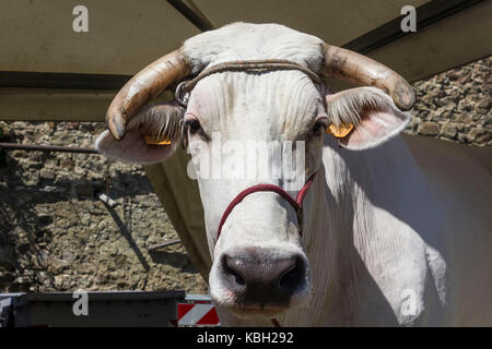 Lastra a Signa, ITALIE - 30 août 2015 : une vache chianina face Banque D'Images