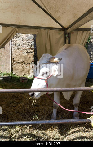 Lastra a Signa, ITALIE - 30 août 2015 : vache chianina eating hay dans un paddock en toscane, italie Banque D'Images