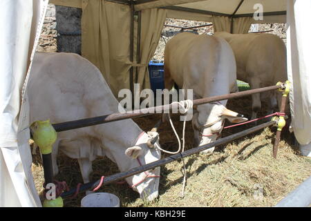 Lastra a Signa, ITALIE - 30 août 2015 : les vaches Chianina eating hay dans un chapiteau en toscane, italie Banque D'Images