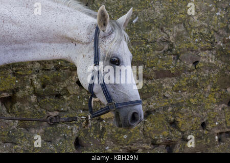 Lastra a Signa, ITALIE - 30 août 2015 : muzzleclose-up of a white spotted horse Banque D'Images