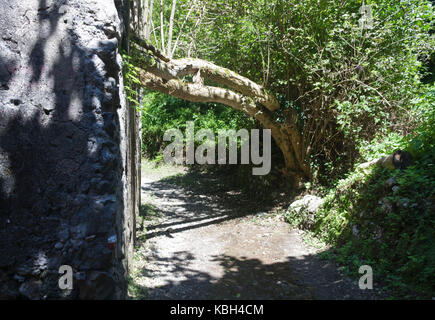 Amalfi, Italie, 12 août 2014 : Valle delle Ferriere chemin dans Amalfi, belle et fraîche même en plein été. Détail d'un arbre courbé Banque D'Images