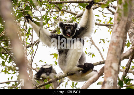 L'Afrique, Madagascar, le Parc National de Mantadia Andasibe, l'Indri Indri Indri (sauvage), le plus grand lémurien assis dans l'arbre. Banque D'Images