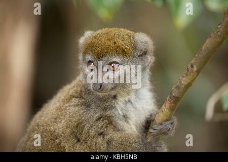 L'Afrique, Madagascar, Vakona Réserve privée, Hapalémur, l'est moindre hapalémur gris, aka Gentle Lemur, le petit Hapalémur Hapalemur griseus), ( Banque D'Images