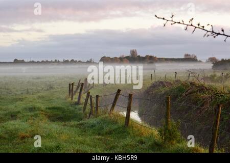 Lever du soleil sur les champs de Somerset Yeovilton. Le soleil clair dans l'heure d'or. Silhouettes des arbres. Au petit matin brumeux. Un voyage paisible. Banque D'Images