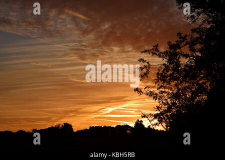 Lever du soleil sur les champs de Somerset Yeovilton. Le soleil clair dans l'heure d'or. Silhouettes des arbres. Au petit matin brumeux. Un voyage paisible. Banque D'Images