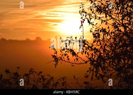 Lever du soleil sur les champs de Somerset Yeovilton. Le soleil clair dans l'heure d'or. Silhouettes des arbres. Au petit matin brumeux. Un voyage paisible. Banque D'Images