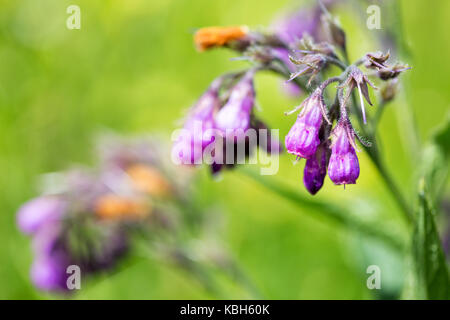 Consoude pourpre des fleurs. Plante sauvage. Symphytum officinale Banque D'Images