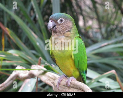 Vue d'un conure cuivrée brown (aratinga pertinax) à la national aviary de Colombie Banque D'Images