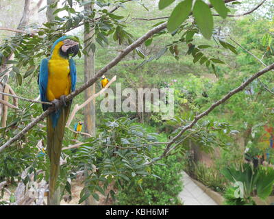 Ara bleu et jaune (Ara ararauna) à la National Aviary de Colombie Banque D'Images