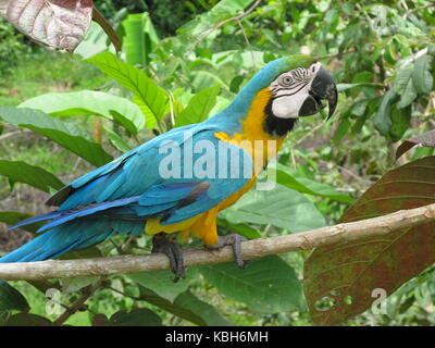 La faune tropicale. libre de l'ara bleu et jaune (Ara ararauna) à l'Amazonas Banque D'Images