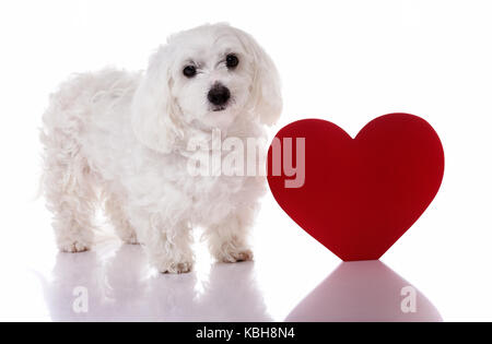 Chien maltais avec red valentine et permanent à la recherche en appareil photo sur fond blanc Banque D'Images