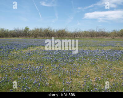 Un vieil arbre en fleur bourgeon rouge et du Texas wild blue bonnets dans les champs - o Banque D'Images