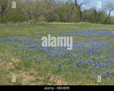 Un vieil arbre en fleur bourgeon rouge et du Texas wild blue bonnets dans les champs - o Banque D'Images