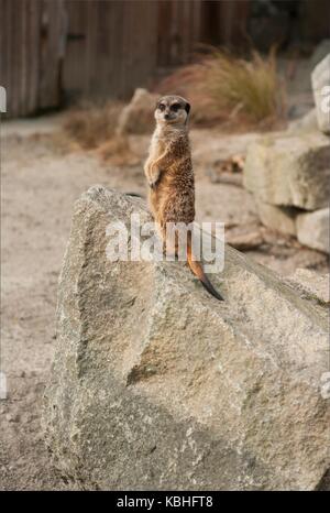 Meerkat debout et à out Banque D'Images