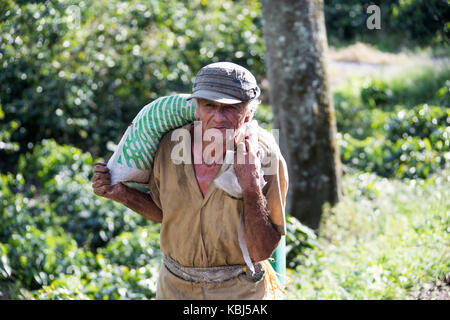 L'exercice de sélection de fèves provenant du domaine, ferme de café Hacienda Venecia, Manizales, Colombie Banque D'Images