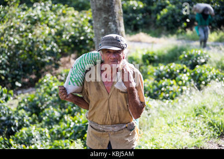 L'exercice de sélection de fèves provenant du domaine, ferme de café Hacienda Venecia, Manizales, Colombie Banque D'Images