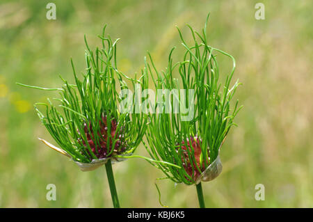 C'est l'Allium vineale fleurs sauvages, l'ail sauvage ou ail-corbeau, de la famille des amaryllidacées Banque D'Images