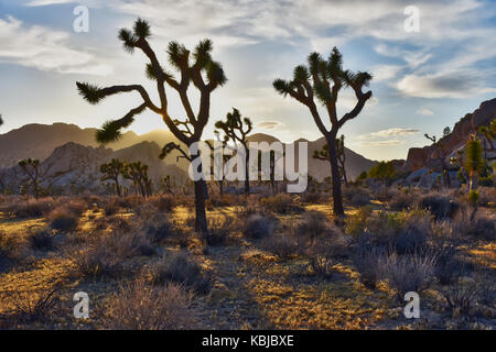 Joshua Tree National Park désert de Mojave Coucher du Soleil Banque D'Images