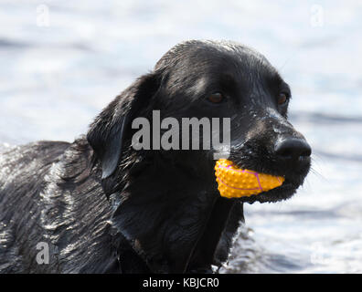 La récupération du labrador noir bal à partir de l'eau Banque D'Images