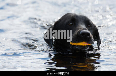 La récupération du labrador noir bal à partir de l'eau Banque D'Images