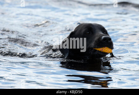 La récupération du labrador noir bal à partir de l'eau Banque D'Images