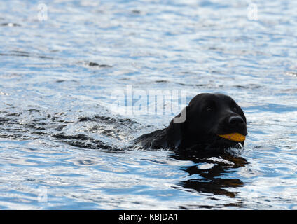 La récupération du labrador noir bal à partir de l'eau Banque D'Images