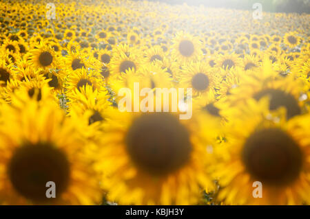 Champ de tournesols dans la Sarthe, près de Mouilleron-en-Pareds, France (Sunflare amélioré numériquement), l'accent sur la distance moyenne Banque D'Images