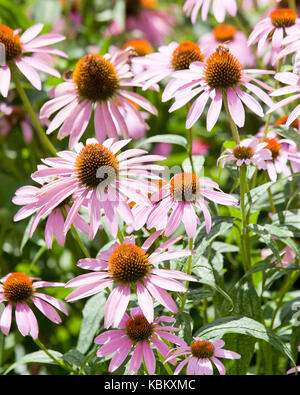 Purple coneflowers dans jardin (Echinacea angustifolia) - USA Banque D'Images