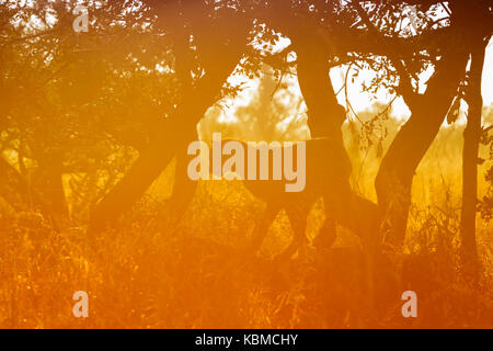 Le Guépard (Acinonyx jubatus) dans un arbre au lever du soleil, Kruger National Park, Mpumalanga, Afrique du Sud Banque D'Images