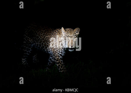 African leopard (Panthera pardus) debout dans le noir, éclairé sur la tête, looking at camera, masai Mara national reserve, kenya. Banque D'Images