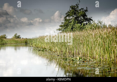 Dans les Weerribben en Hollande Banque D'Images