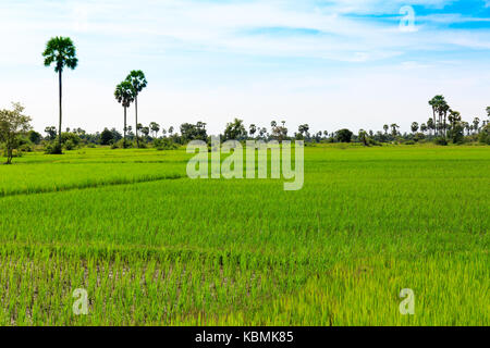 Les nuages blancs brillent au-dessus des champs de riz vert dans la saison des pluies du Cambodge Banque D'Images