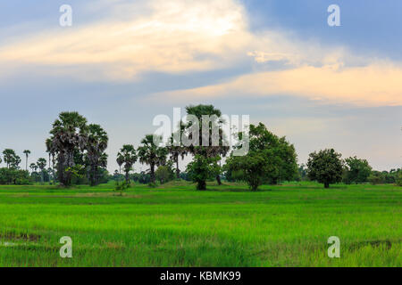 Les nuages blancs dans le ciel bleu glow sur green champ de riz. Banque D'Images