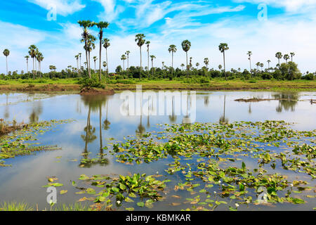 Reflet de ciel bleu et de palmiers sur les cours d'eau en font un paysage unique. Banque D'Images