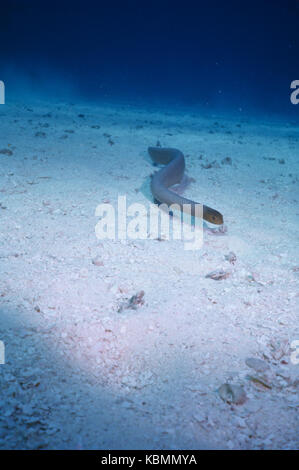 Serpent de mer d'olive (aipysurus laevis), natation sur l'océan de sable. Great Barrier Reef Marine Park, Queensland, Australie Banque D'Images