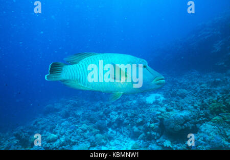 Napoléon (Cheilinus undulatus), natation sur récif. Great Barrier Reef Marine Park, Queensland, Australie Banque D'Images