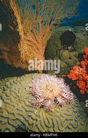 La couronne d'étoile de mer Acanthaster planci, prédateurs sur brain coral. Great Barrier Reef Marine Park, Queensland, Australie Banque D'Images