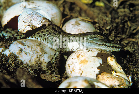 Estuarine crocodile (Crocodylus porosus), de poussins sortant de l'oeuf. Territoire du Nord, Australie Banque D'Images