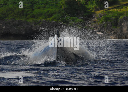 Baleine à bosse (Megaptera novaeangliae), avec aileron dorsal montrant, vue arrière. niue island, la Polynésie, le pacifique sud Banque D'Images