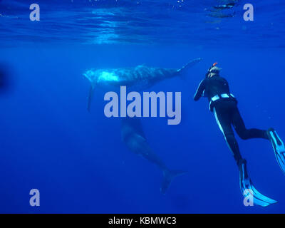 Baleine à bosse (Megaptera novaeangliae), paire underwater observés par snorkeler. niue island, la Polynésie, le pacifique sud Banque D'Images