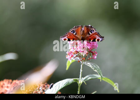 Papillon belle dame sur un arbre aux papillons (Buddlea) Banque D'Images