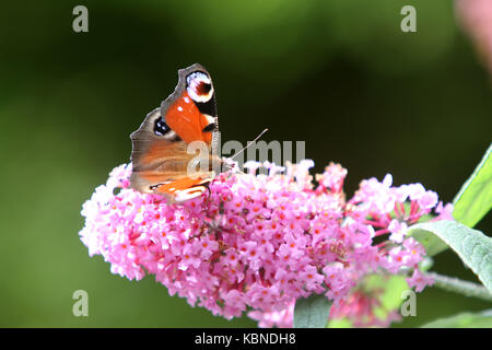 Papillon belle dame sur un arbre aux papillons (Buddlea) Banque D'Images