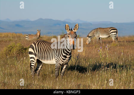 Des zèbres de montagne du cap (Equus zebra) dans les prairies, Mountain Zebra National Park, Afrique du Sud Banque D'Images