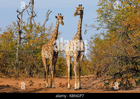 Les Girafes (Giraffa camelopardalis) dans l'habitat naturel, Kruger National Park, Afrique du Sud Banque D'Images