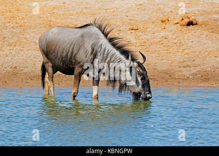 Un Gnou bleu (Connochaetes taurinus) eau potable, Etosha National Park, Namibie Banque D'Images