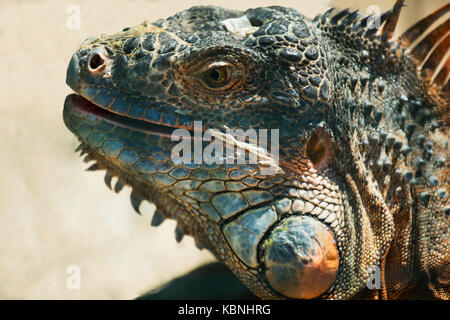 Portrait d'une grosse orange .(iguane iguana iguana) libre. Banque D'Images