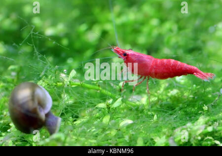 La crevette cerise mâle dans un aquarium planté Banque D'Images